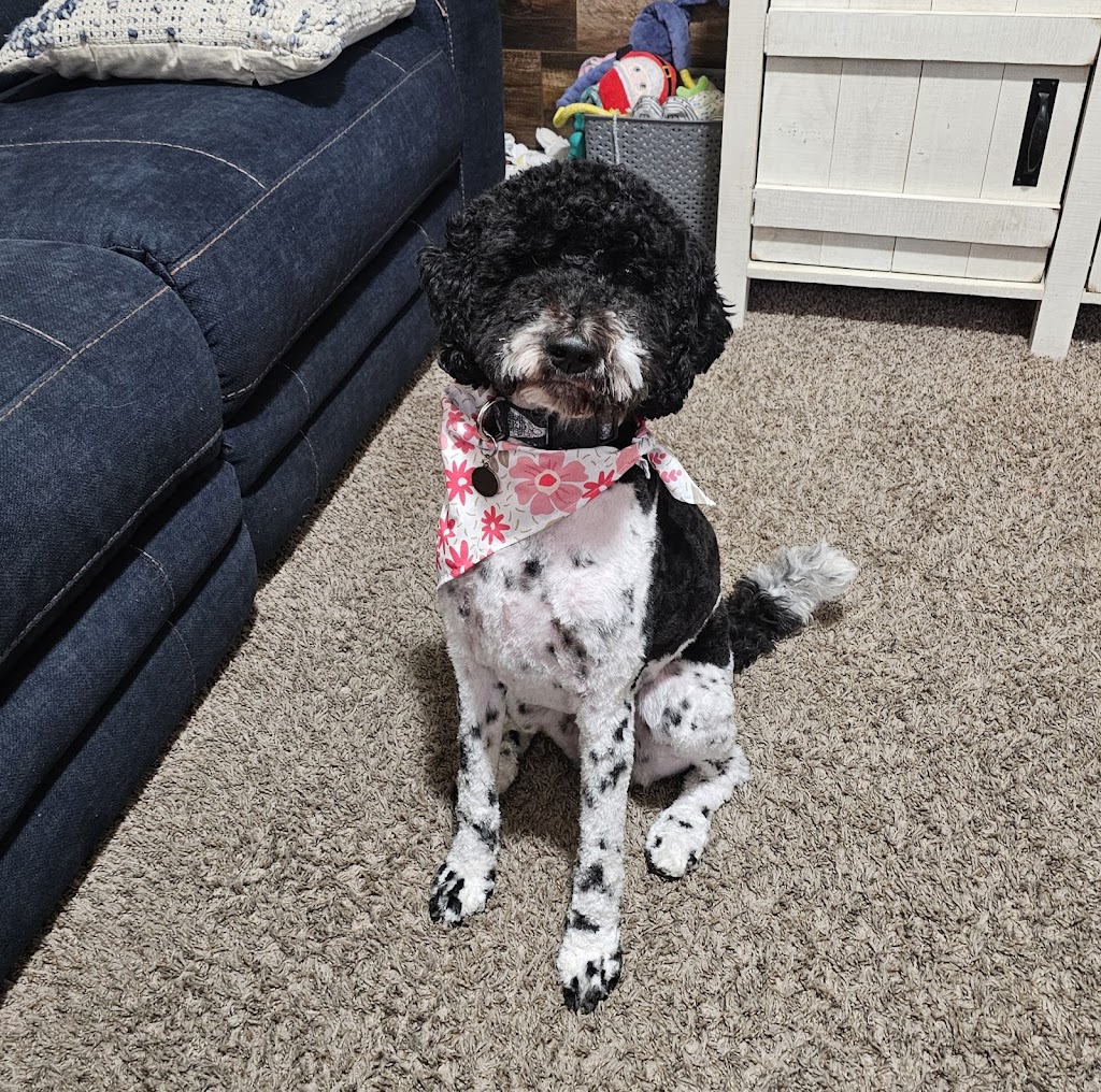 Holy Paws Pet Salon in West Valley City