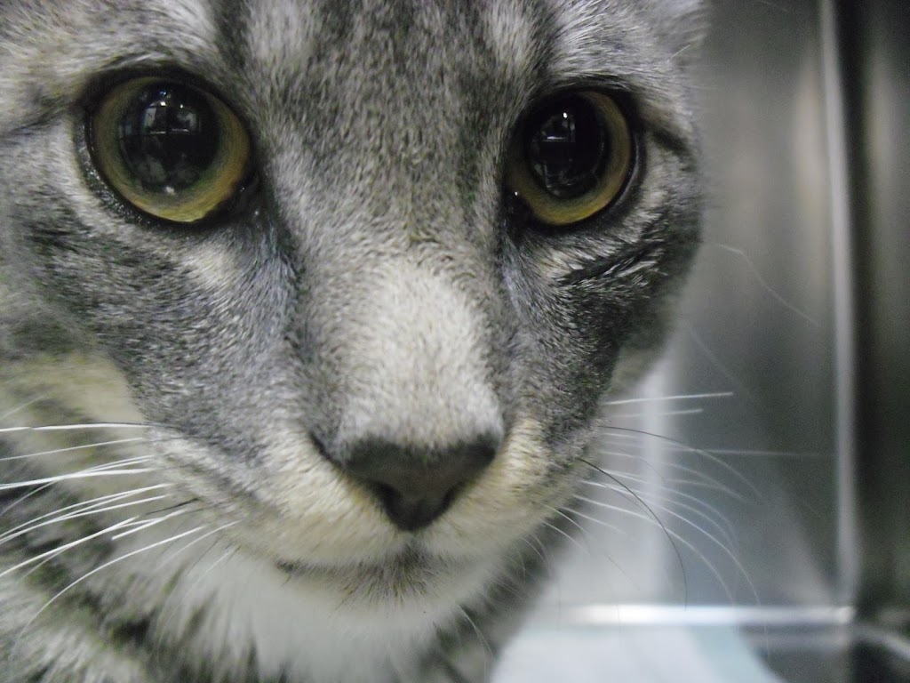 Clinica Veterinaria Vetagro — Del propietario