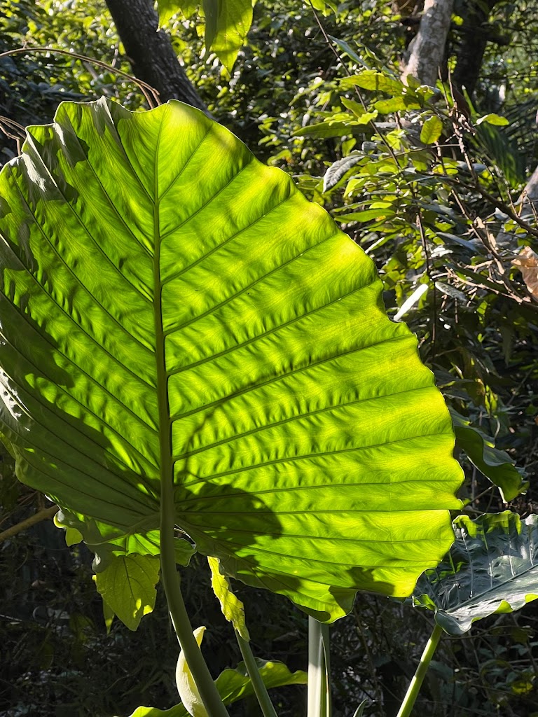 醇豆咖啡 / 大坑十號.Daken Mountain（山河戀的上面） 的照片