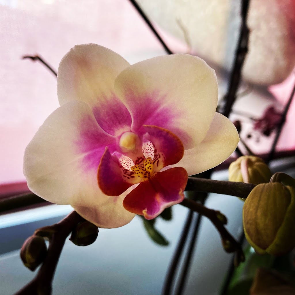 Rose Tint Your Life Massage Altea