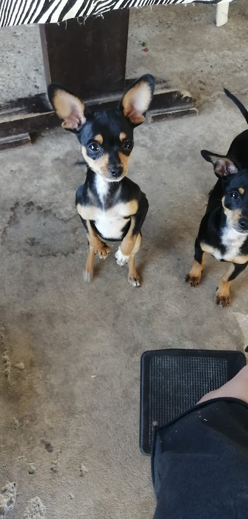 Perro