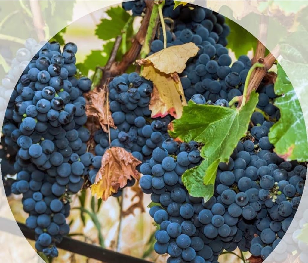 Vinoteca Sapiens — Comida y bebida