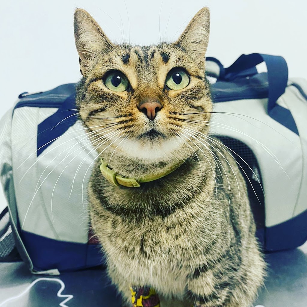 CENTRO VETERINARIO San Francisco de Asis - LEBRIJA — Gato