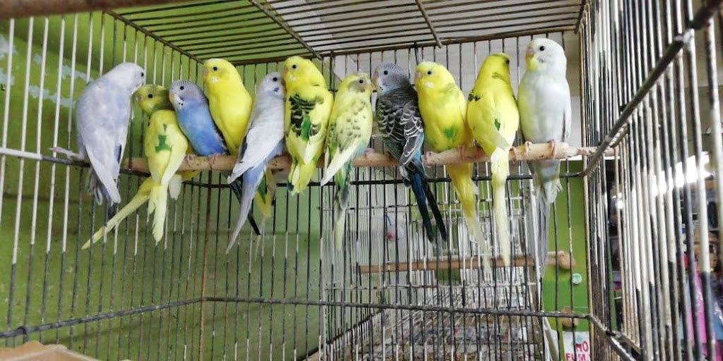 Jaula