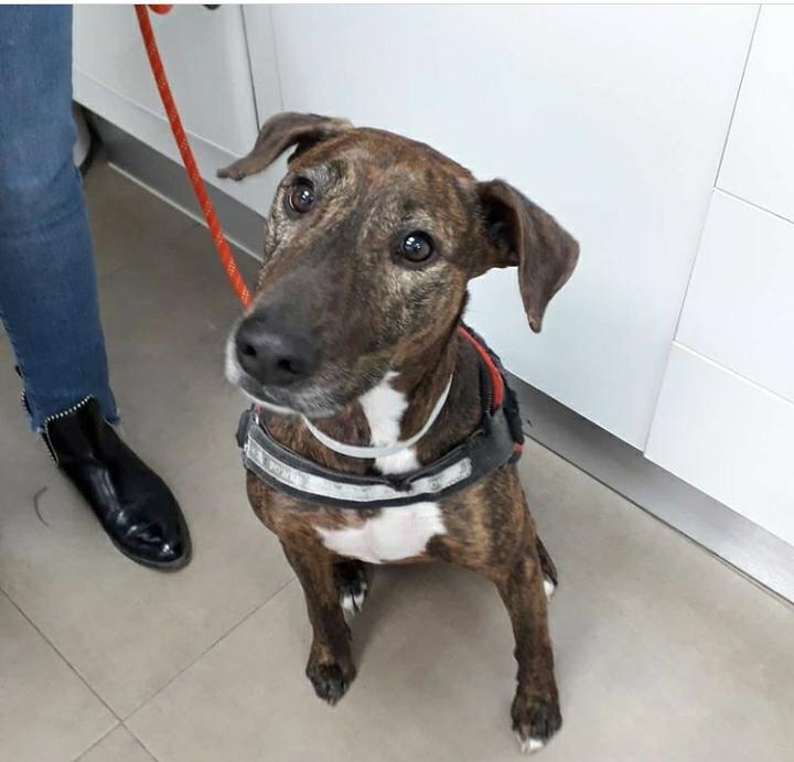 Clinica Veterinaria Petconnection — Del propietario