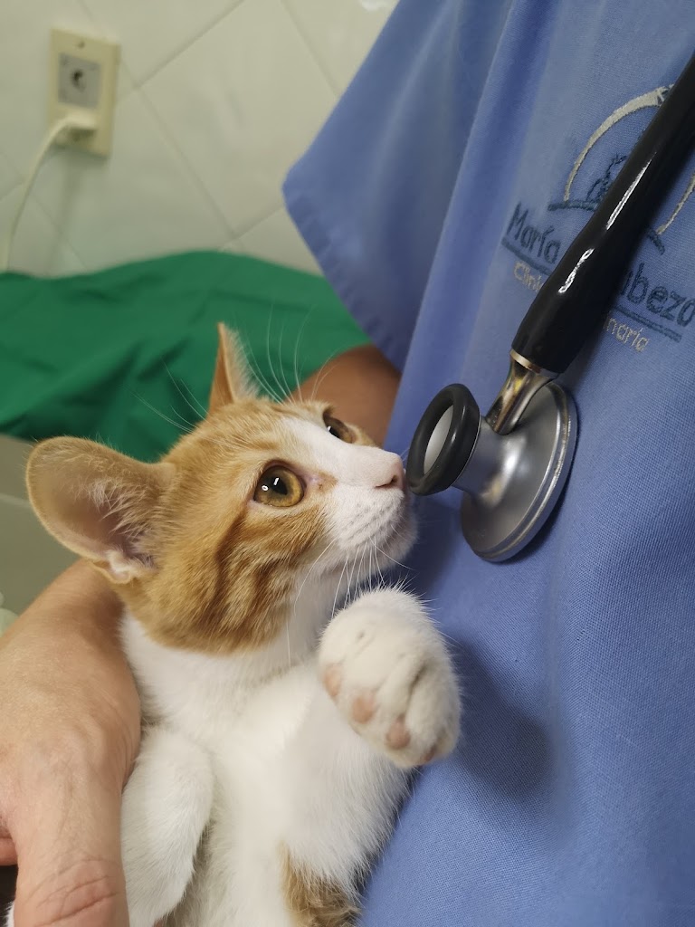 Clinica Veterinaria Maria J. Cabeza — Del propietario
