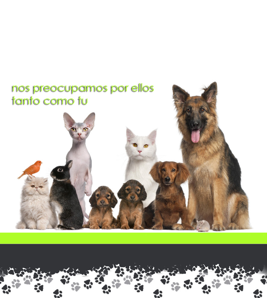 CLINICA VETERINARIA MAYOR 18 — Gato
