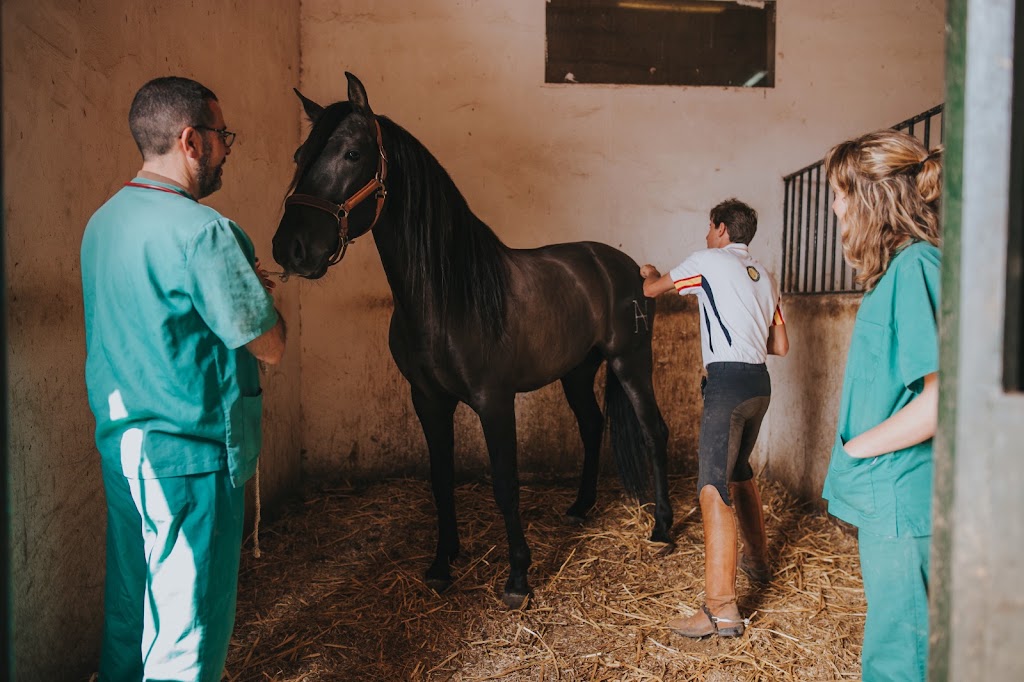 Avilequus Veterinarios Equinos — Caballo