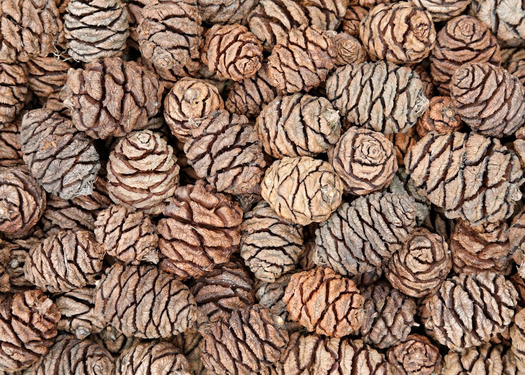 Red Sequoia