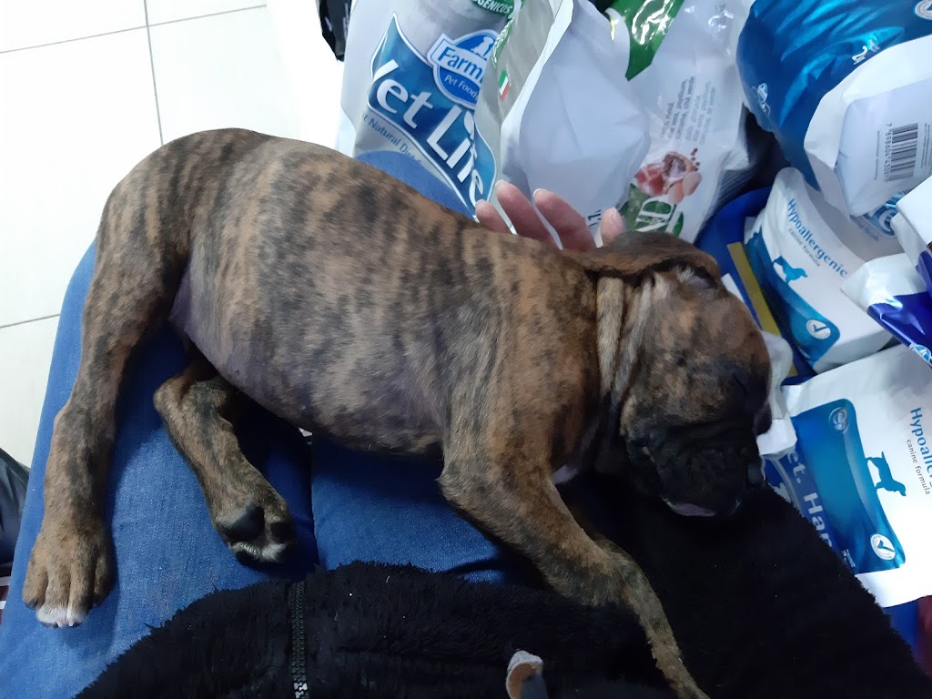 Perro