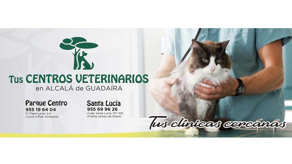 Clinica Veterinaria Santa Lucia — Gato