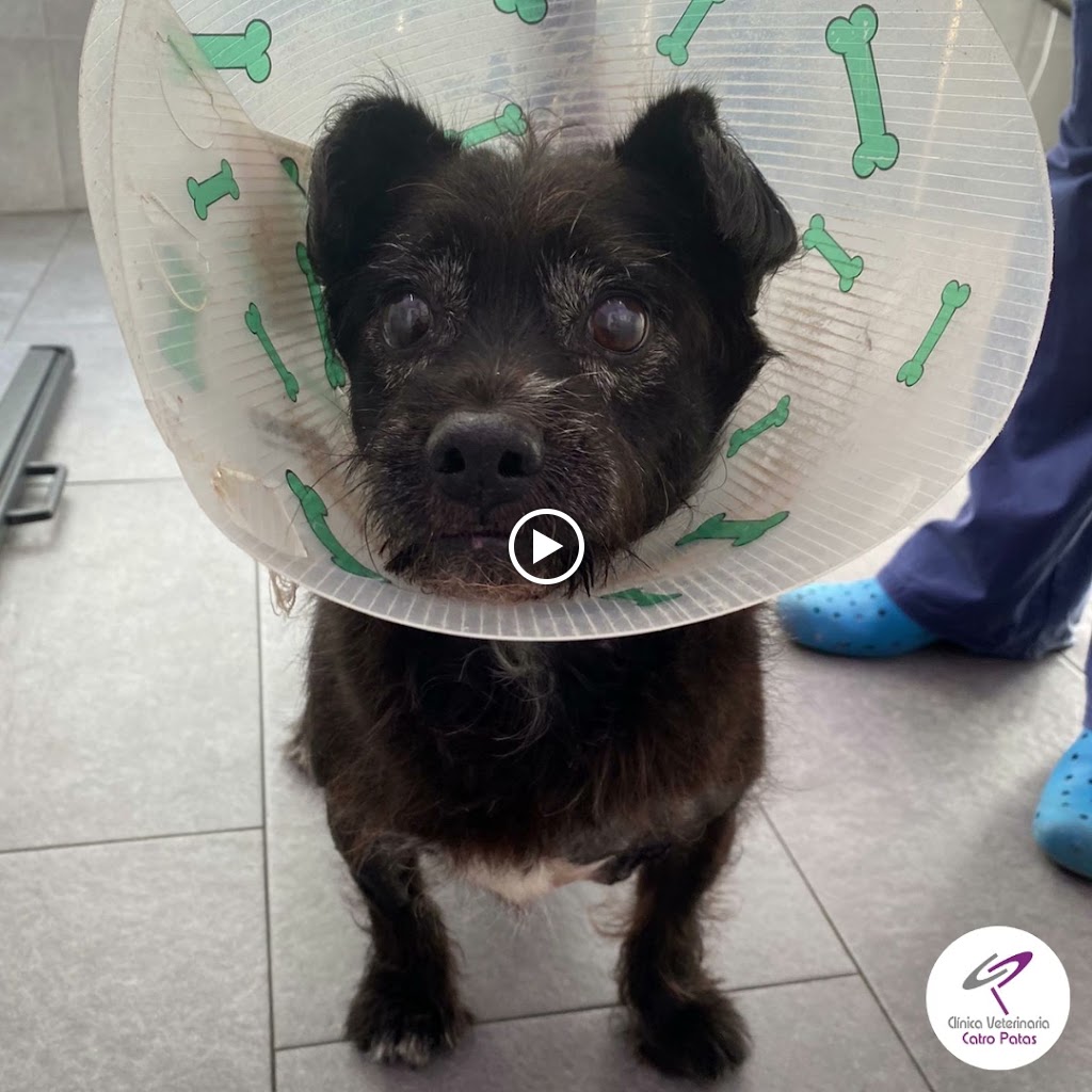 Clinica Veterinaria Catro Patas — Del propietario