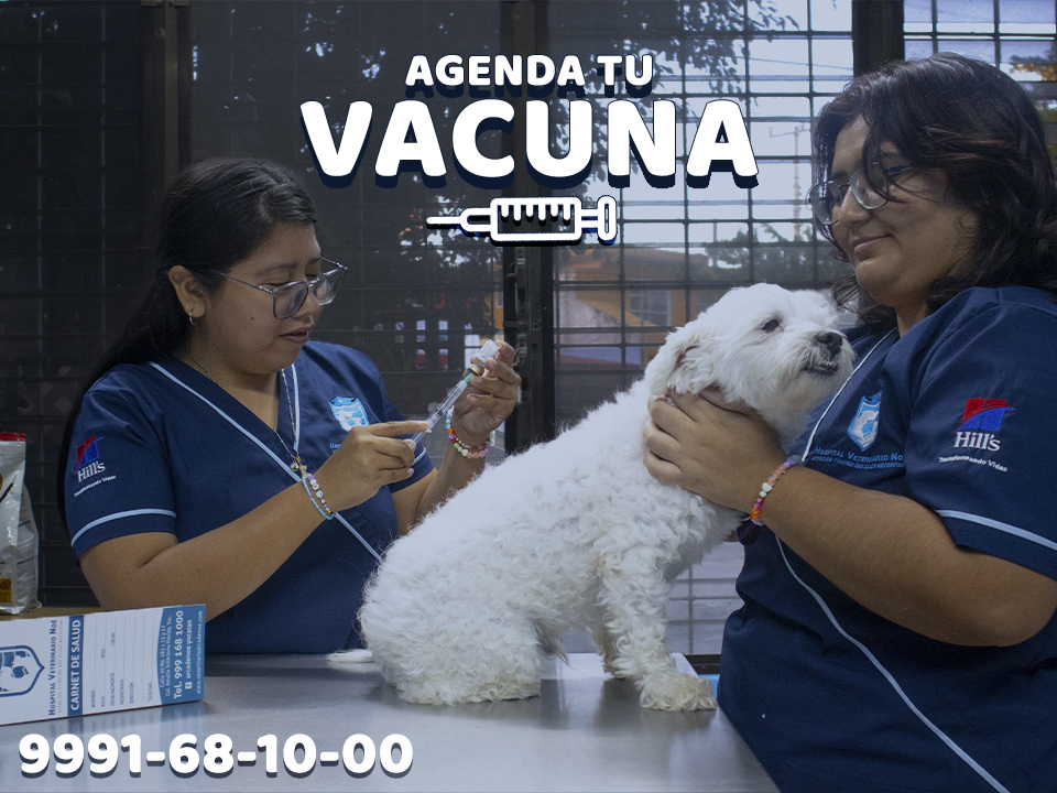 Veterinaria Noe — Del propietario
