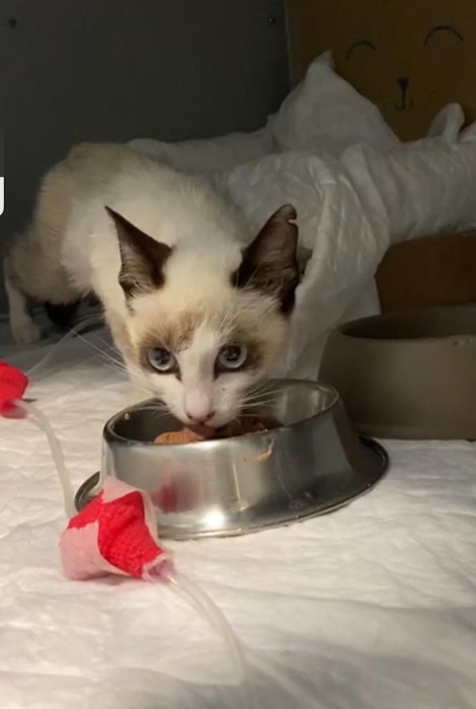 Hospital Veterinario Catarroja | MiVet — Gato