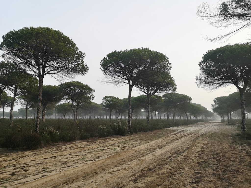Montes de propio de Moguer
