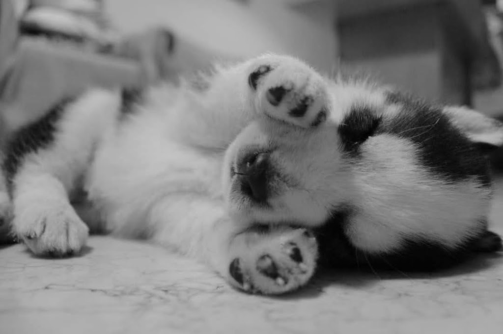 Clinica Veterinaria NanuVet