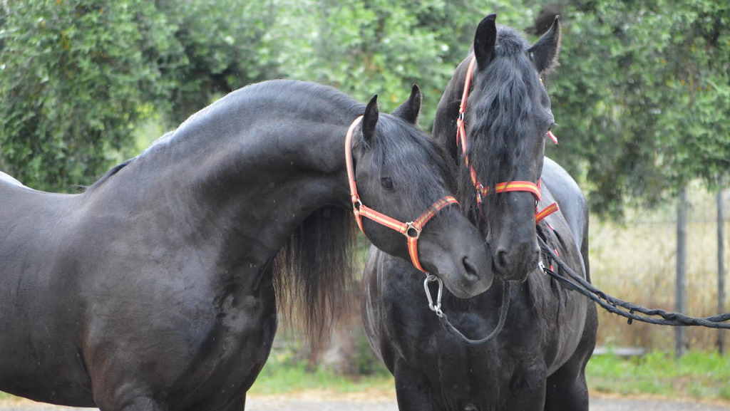 Club Hipico Tomas Santiago CHTS