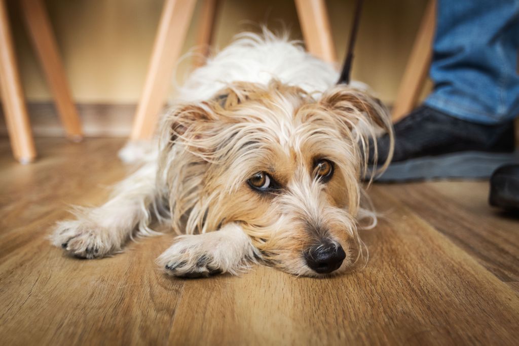 Ancana * Clinica Veterinaria — Perro