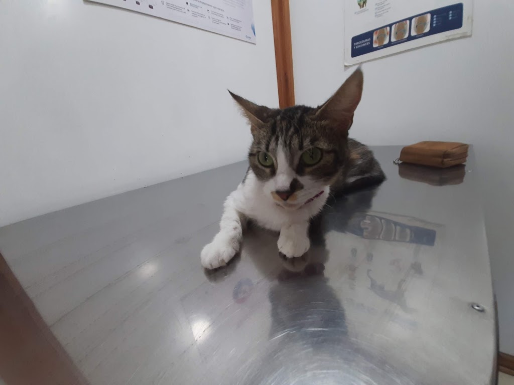 Gato