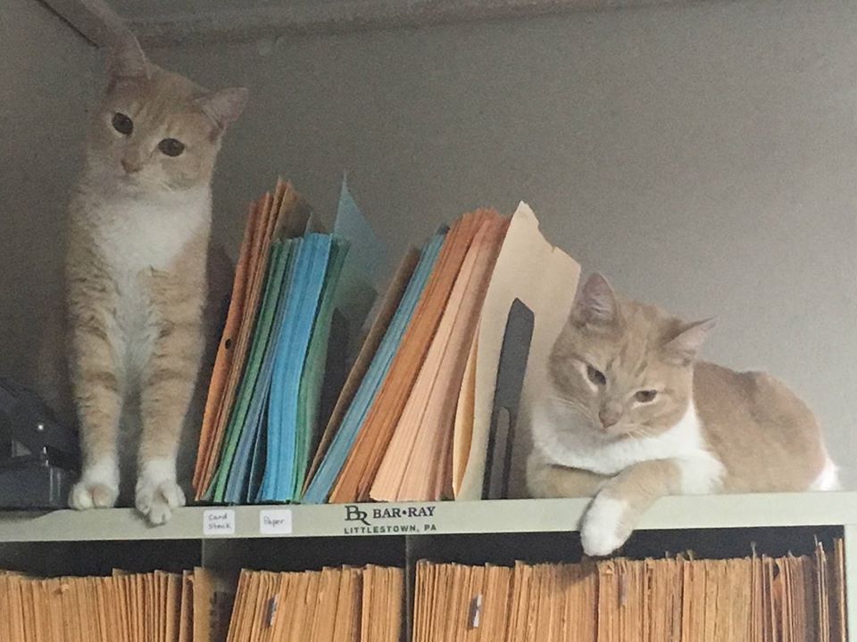 Gato