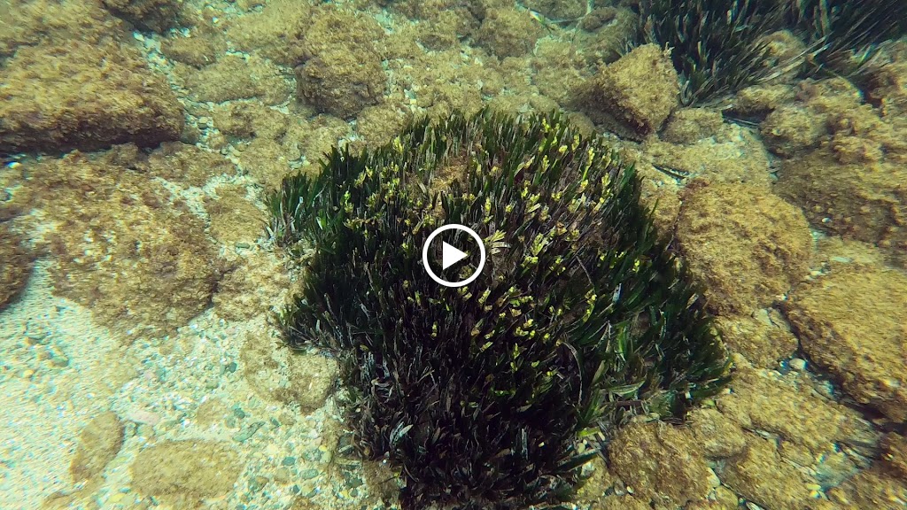 Reserva Marina del Cavet — Videos