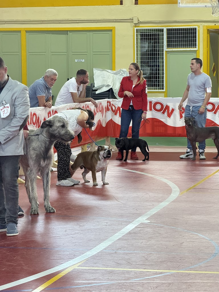 Automocion Espin y Nunez