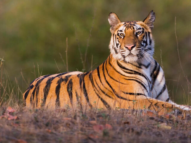 Bandhavgarh Tour