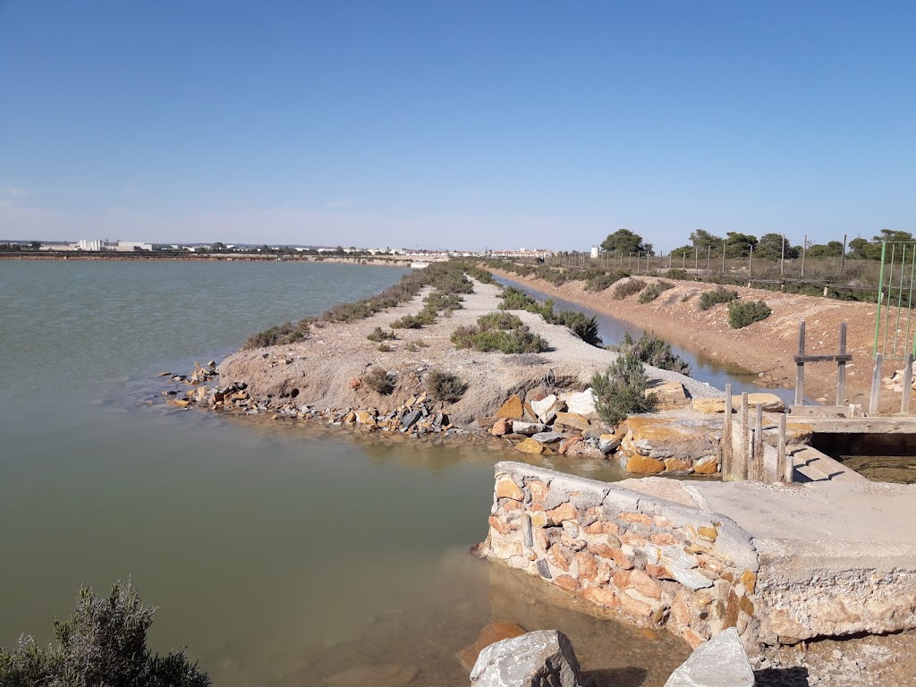 Flamencos de San Pedro del Pinatar