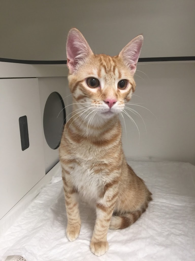 GatiGos Veterinaris — Gato