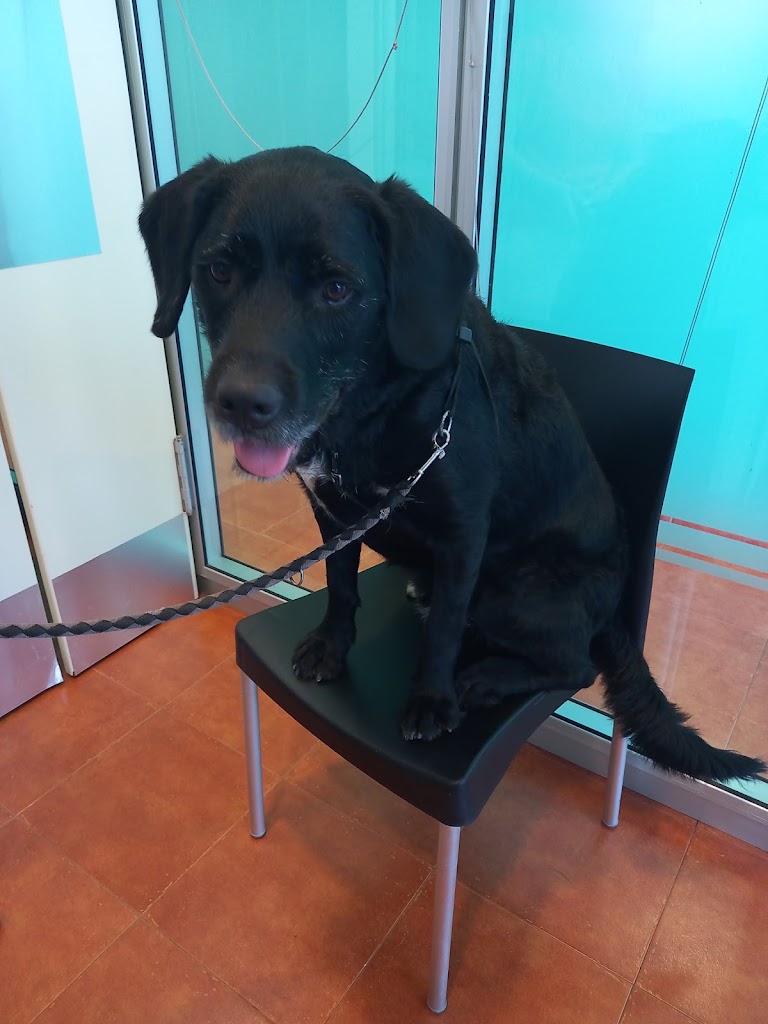 Integravet Centro Veterinario — Perro