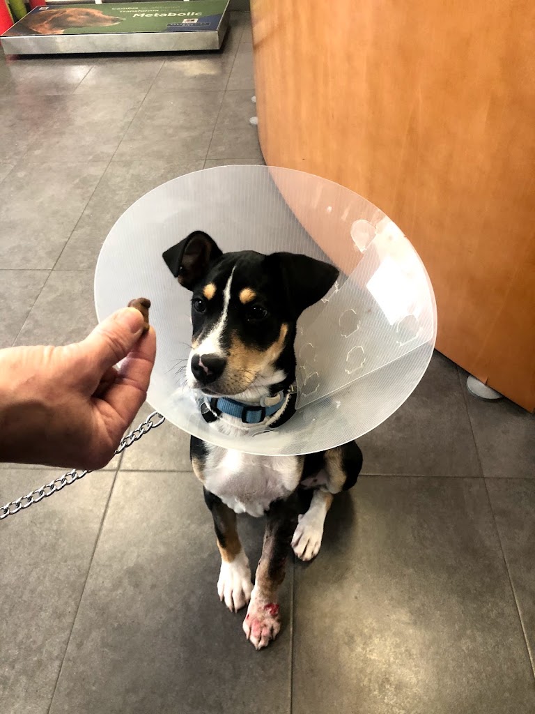 Hospital Veterinari Tres Torres Granollers 24h — Del propietario
