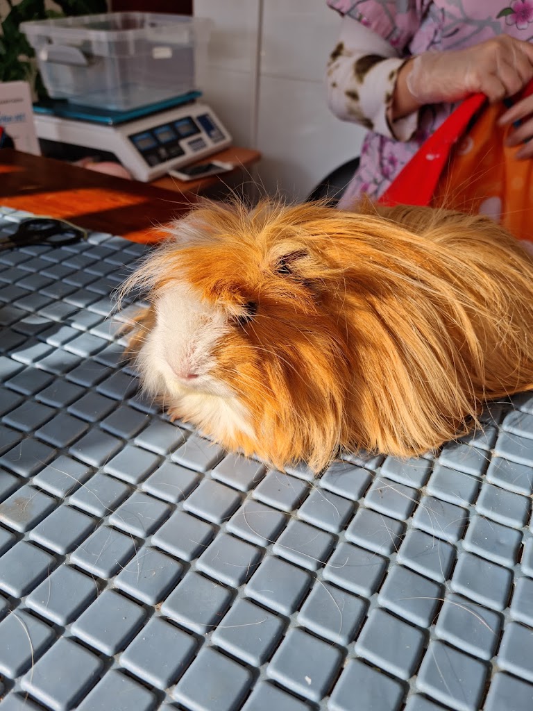 Viña Vet - Clínica Veterinaria de Exóticos en Vina-Del-Mar