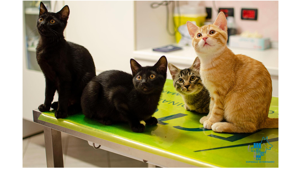 Ospedale Veterinario Santa Lucia