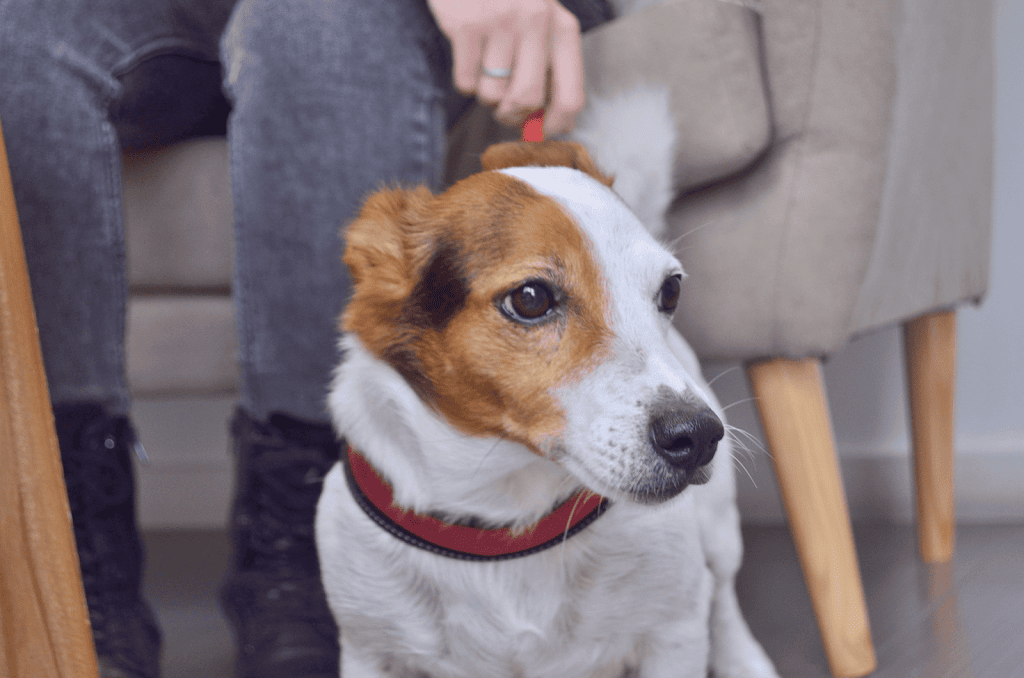 Clinica KoraVets - veterinario Sueca — Perro