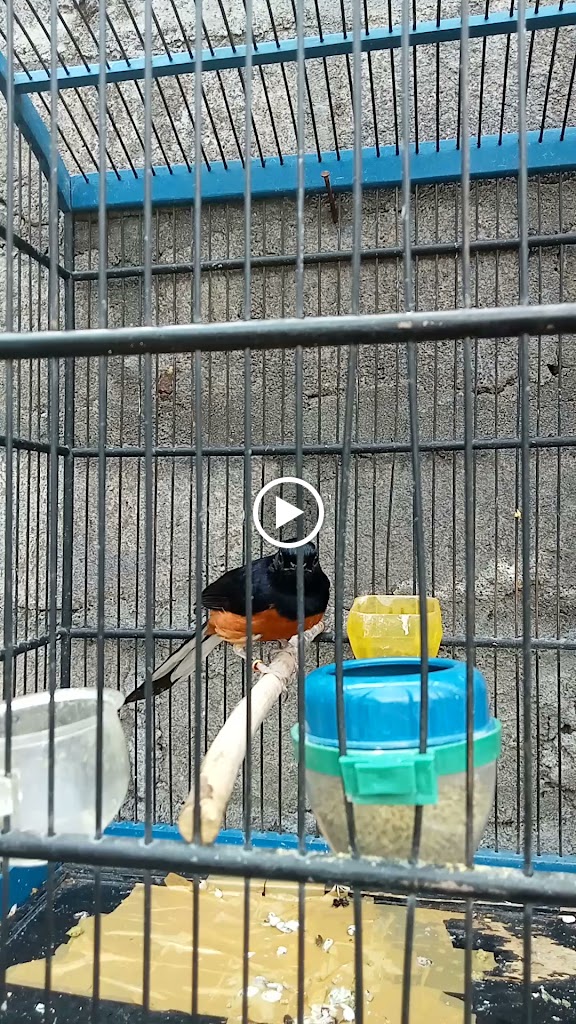 Morris bird farm kenari