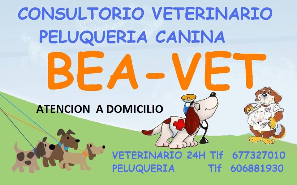 Bea-vet — Perro