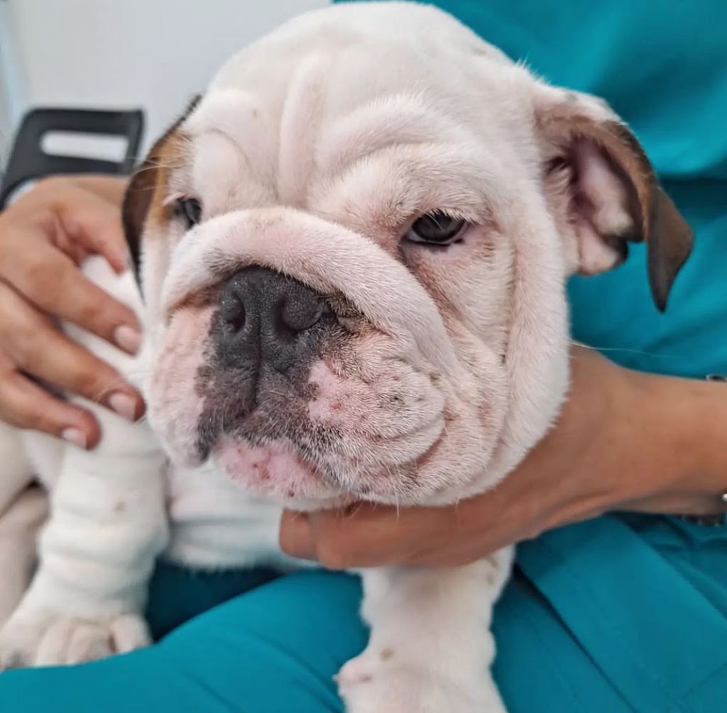 Clinica Veterinaria de Catalunya — Perro