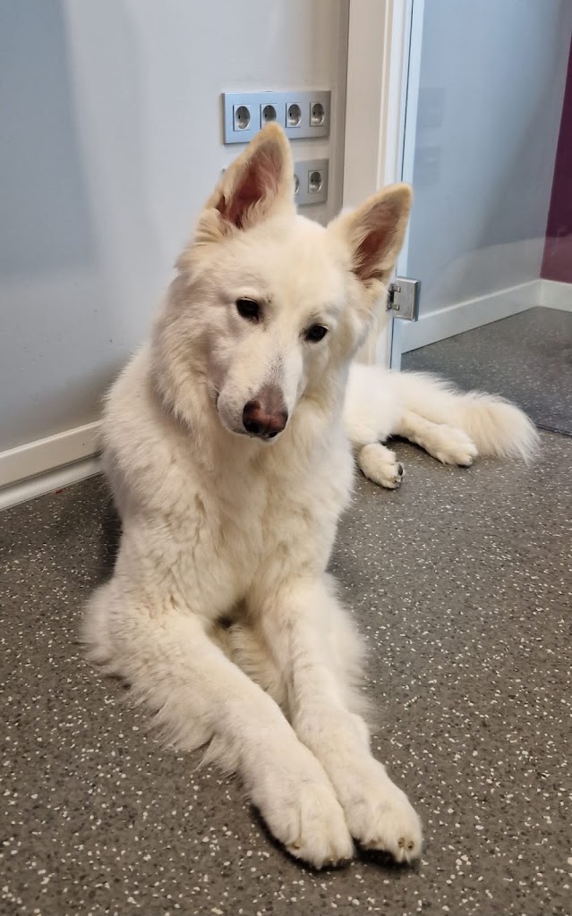 Clinica Veterinaria Montecerrao — Perro