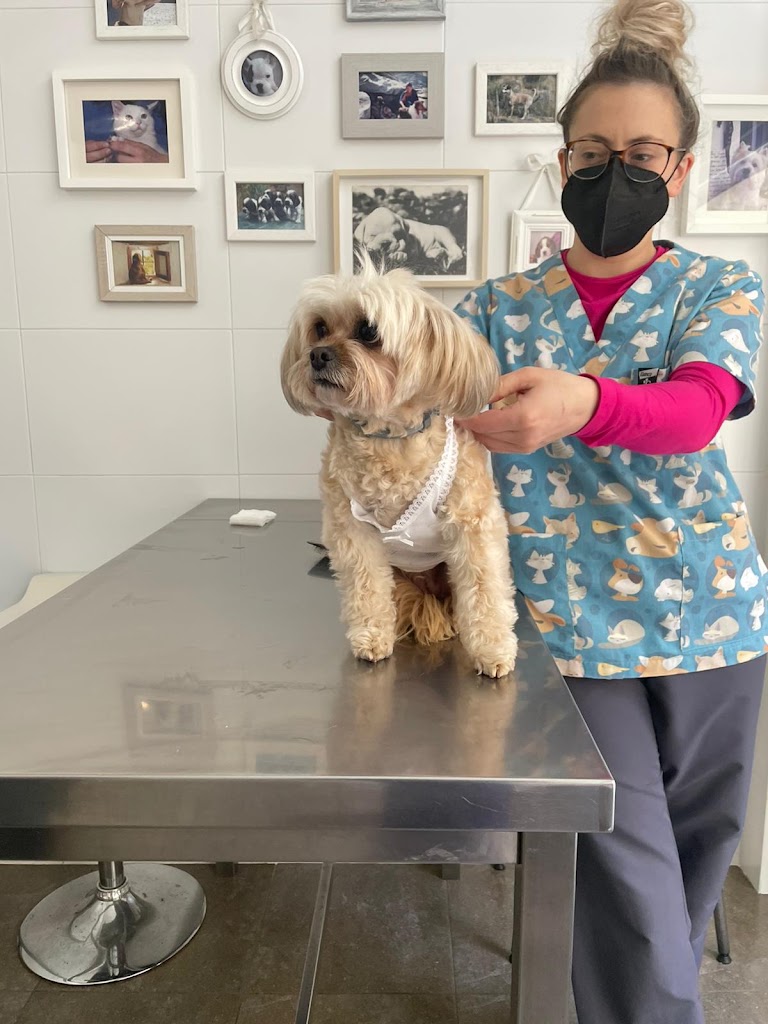 CAN CAT Clinica Veterinaria — Perro