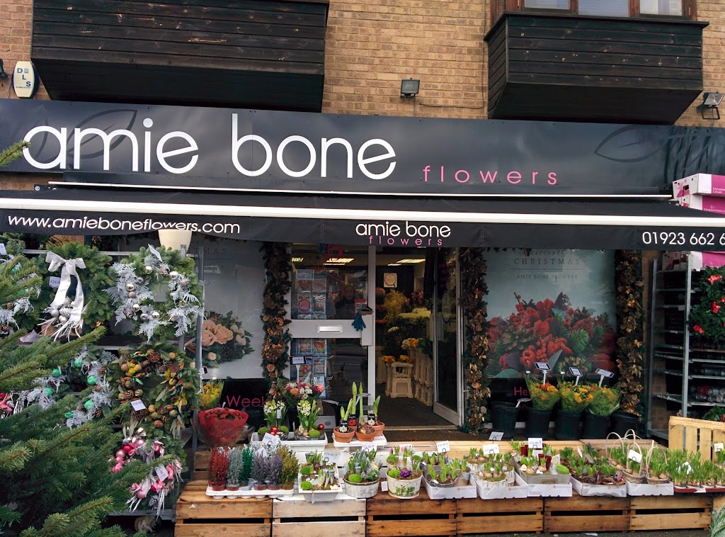 Amie Bone