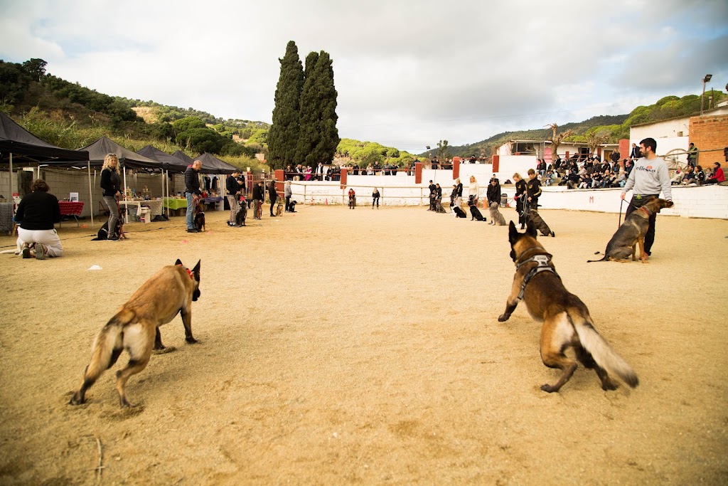 seuambmi educacio canina (arenys de mar)