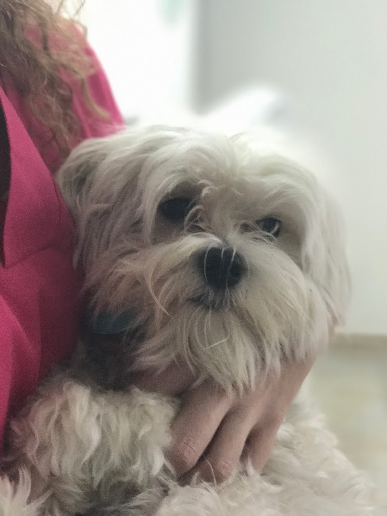 Perro