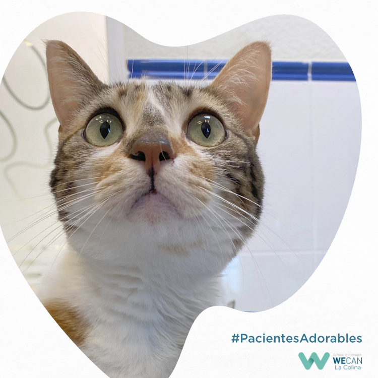 Clinica Veterinaria WECAN La Colina — Gato