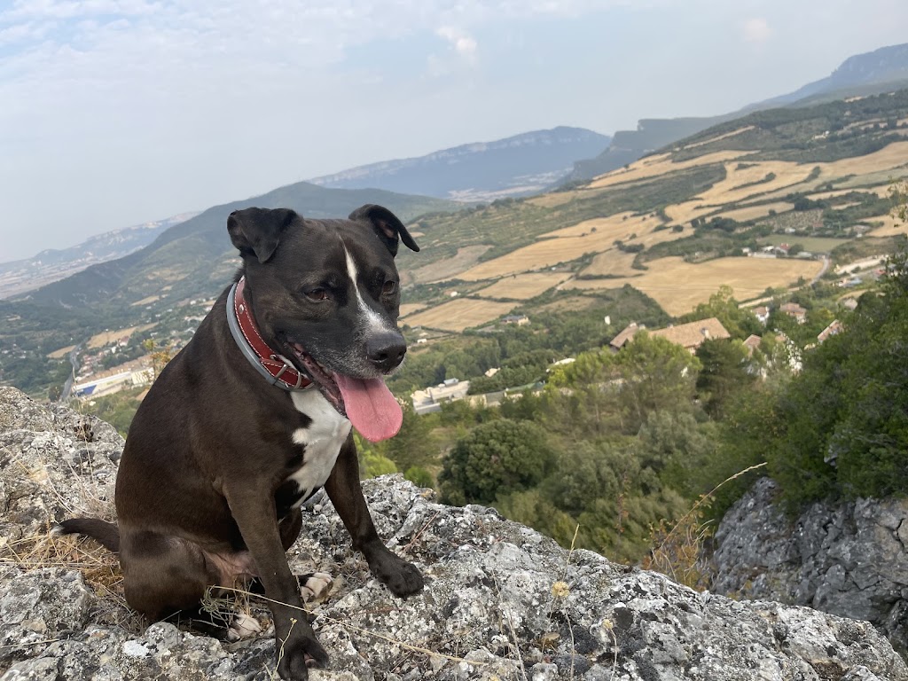 Clinica Veterinaria Las Rozas GAIA — Perro
