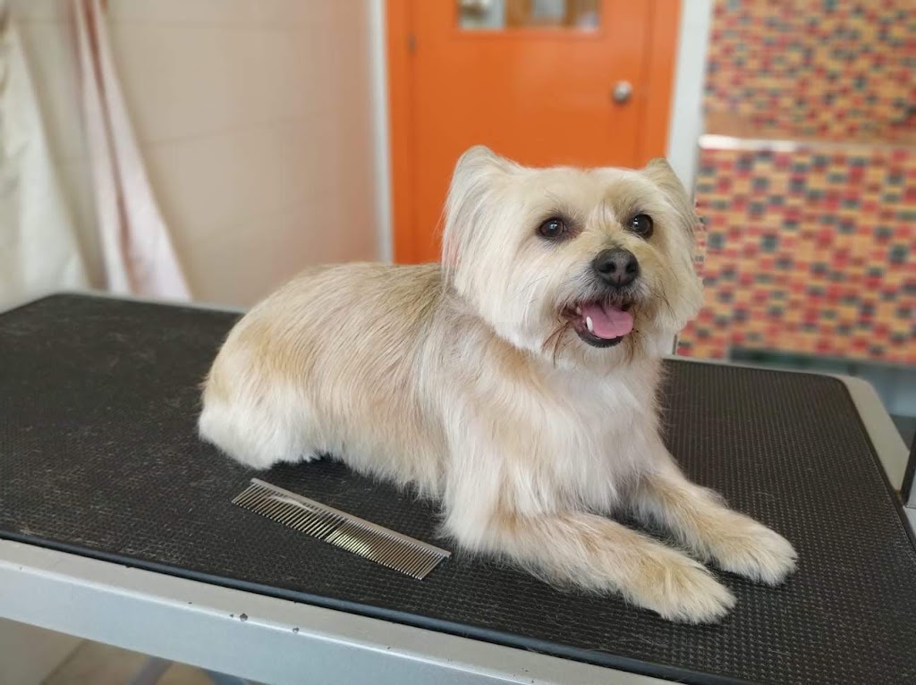 African Clinica Veterinaria — Perro