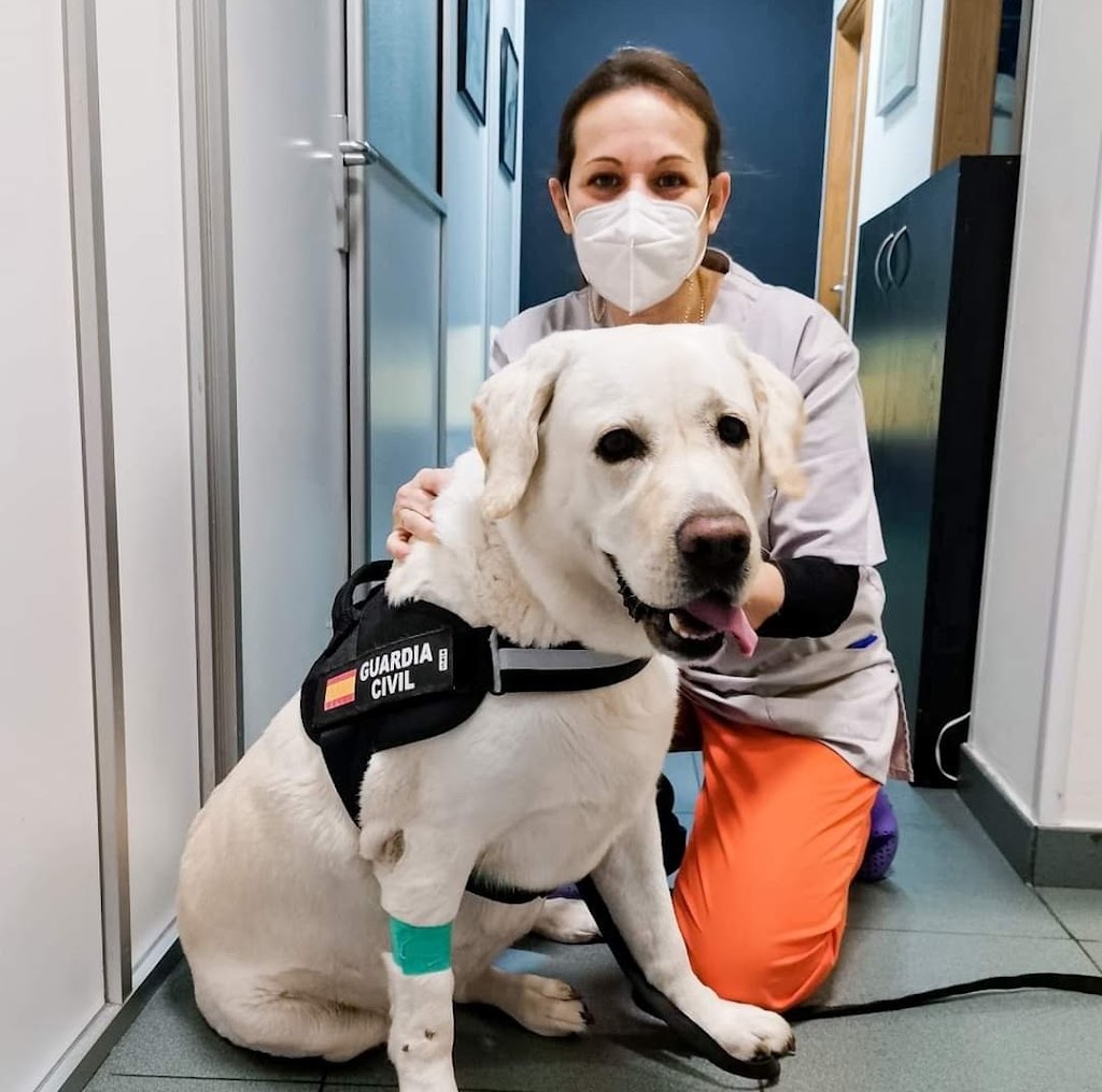 Centro Veterinario San Lorenzo — Perro