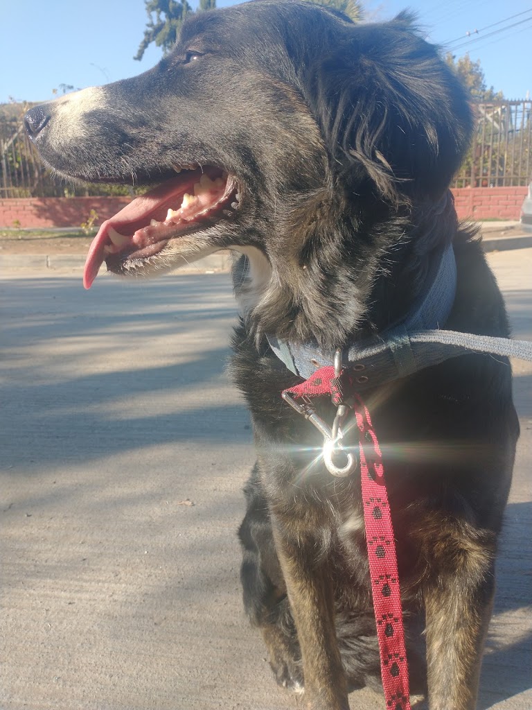 Perro