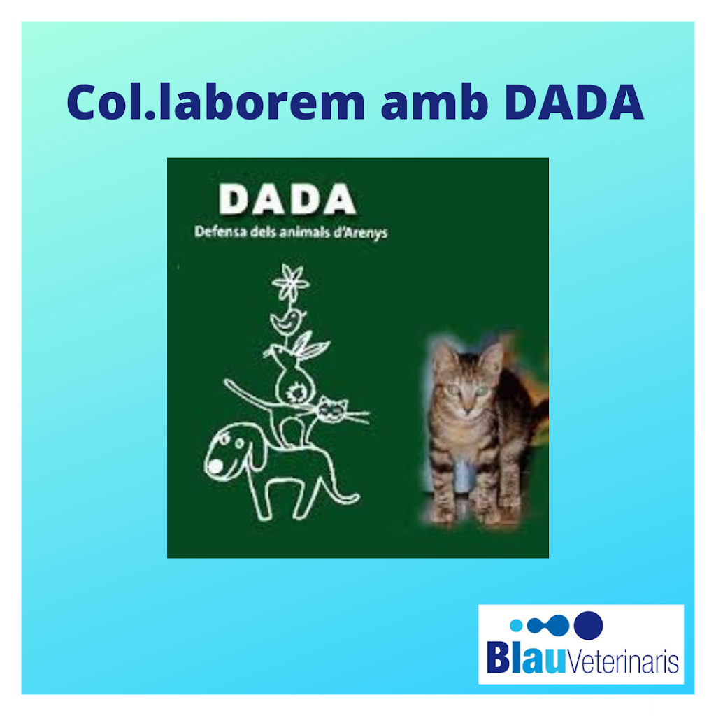 Blau Veterinaris Arenys de Mar — Gato