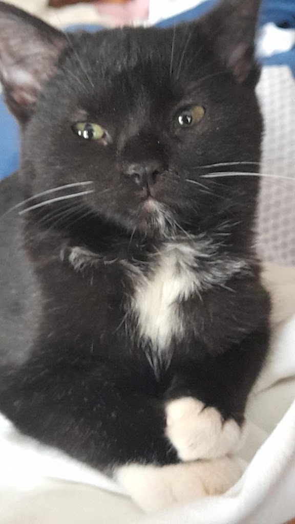 Gato
