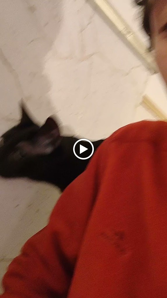 Restaurante - Cafeteria - El Salon de mi casa - CAT CAFE — Videos
